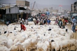 Warga berkumpul di pasar ternak untuk membeli hewan kurban jelang perayaan Iduladha di Sanaa, Yaman 18 Agustus 2018. (Foto: REUTERS/Khaled Abdullah)