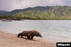 Seekor Komodo Dragon di Taman Nasional Komodo (foto: Wikipedia).
