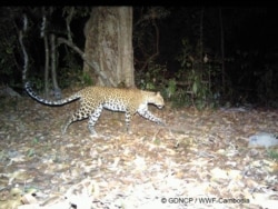 ប្រភេទសត្វក្រចកចំពាមនៅដែនជម្រកសត្វព្រៃស្រែពកនិងភ្នំព្រិច ខេត្តមណ្ឌលគិរី។ (មូលនិធិសត្វព្រៃពិភពលោក)