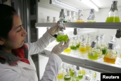 Seorang ahli biokimia menunjukkan berbagai jenis mikroalga untuk studi dan pembuatan biofuel pada mesin diesel berkapasitas tinggi untuk mengurangi emisi gas dan partikel di Santiago, Chili, 28 Juni 2017. (Foto: Reuters)