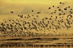 Ratusan burung air saat melakukan migrasi dan melintasi wilayah Indonesia. (Courtesy: Yayasan Lahan Basah/ Wetlands International Indonesia).