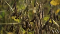 美国腹地一豆农看美中贸易战