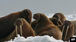 美国政府新报告：全球变暖是“人祸”
