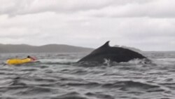 Kit progutao, pa ispljunuo čovjeka