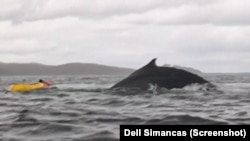 Skrinšot videa na kojem se vidi Adrian Simancas nakon što ga je ispljunuo kit. (Foto: AP/Dell Simancas)