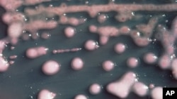 Bakterija CRE ponekad se naziva "noćna mora od bakterije" jer odoleva doslovno svakoj vrsti antibiotika.