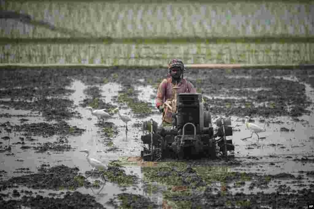 د هند د ګواهاتي په ښار کې یو بزګر شولې کري.