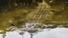 Serangan Buaya Pada Manusia Meningkat di Timor Leste