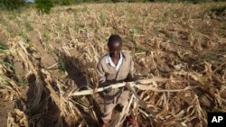 Un champ de maïs au Malawi touché par la sécheresse en 2024. (AP)