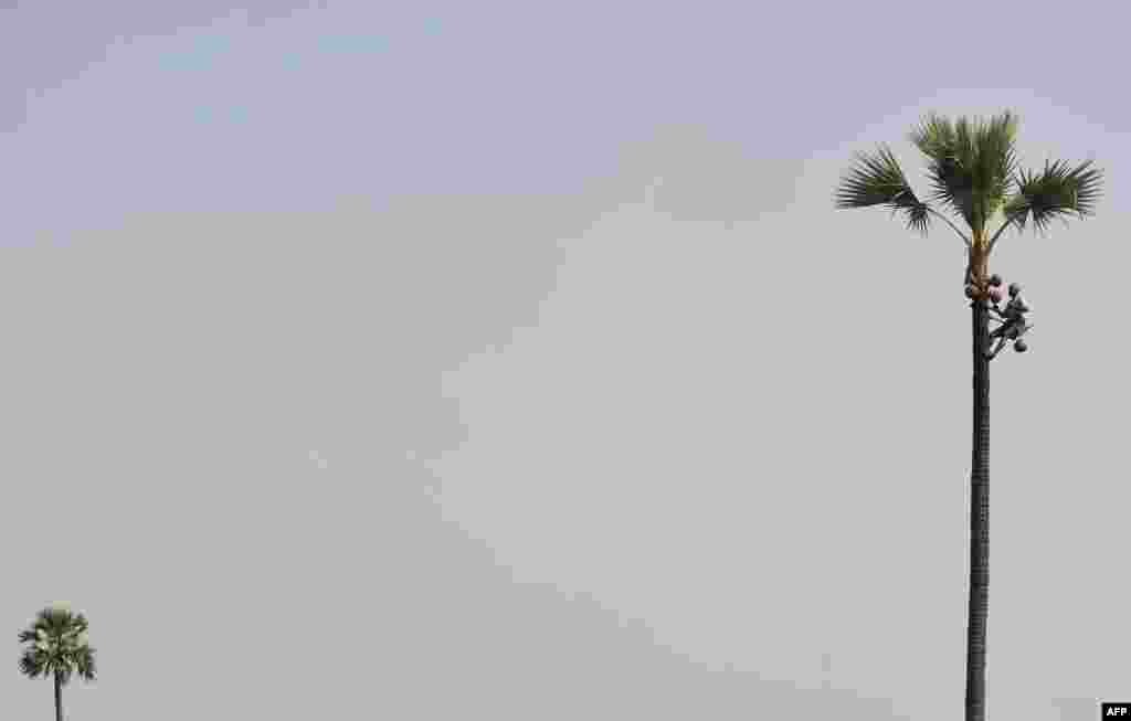 Seorang pekerja mengumpulkan getah dari pohom kelapa sawit untuk membuat arak, di Bibi Nagar di Distrik Nalgonda, 40 kilometer dari Hyderabad, India.