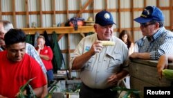 美国农业部长珀杜2018年8月23日在纽约州视察一个家庭农场的玉米生产情况。