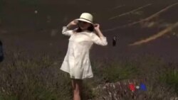 ပြင်သစ်တောင်ပိုင်းက Lavender ပန်းခင်းကြီး