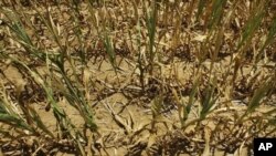 Kekeringan yang makin parah di AS menyebabkan banyak pertanian jagung dan kedelai mengalami gagal panen dan melambungkan harga kedua komoditas itu (foto: 16/7). 