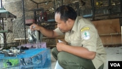 Petugas bandara Solo memeriksa kondisi burung ilegal hasil sitaan. (VOA/Yudha Satriawan)