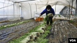 Bencana tsunami di Jepang juga menghancurkan pertanian akibat tanah pertanian yang terkontaminasi air garam (foto: dok).