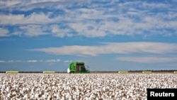 资料照：澳大利亚悉尼以西一个棉花种植农场的一片待收的棉桃。