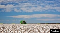 Industri kapas Australia menghadapi ancaman boikot dari China (foto: ilustrasi).