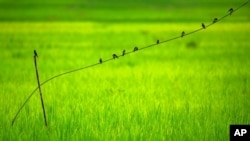 FILE - Birds sit on a wire in a paddy field at Moronga village, along the Assam-Meghalaya state border, India, Aug. 13, 2021.