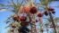 A Palestinian farmer picks dates from a palm tree during harvest in Deir al-Balah in the central Gaza Strip.