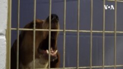 美国学徒之《一日铲屎官》卧底流浪狗收容所，揭秘美国收容制度