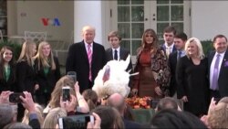 Tradisi Pengampunan Kalkun Jelang Thanksgiving