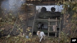 A dog reacts as a self-propelled artillery howitzer fires towards Russian positions on the front line in the Kharkiv region, Ukraine, Nov. 7, 2024. 