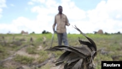 Un Zimbabwéen traverse son champ de maïs à l'extérieur de Harare, le 20 janvier 2016. La région est confrontées à la faim en en raison d'une sécheresse exacerbée par le phénomène climatique El Niño. (REUTERS/Philimon Bulawayo)
