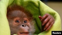 Bayi orangutan betina berusia tiga minggu 'Rieke' digambarkan dalam presentasi di media di Kebun Binatang di Berlin, Jerman, 6 Februari 2015. (Foto: Reuters/Fabrizio Bensch)