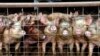 FILE - A group of young pigs stare out of a pen at a hog farm in central North Dakota, in this Jan. 2005 file photo. 