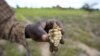 Researchers Work on Drought-tolerant Maize for Africa