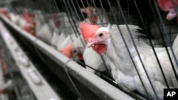 在加利福尼亚州的利文斯顿附近，养鸡场里的鸡被围观（资料照片）。