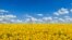 A frame grab from the video "Time to Move to Russia" shows a purported Russian field of sunflowers against an azure sky – the colors of the Ukrainian national flag. 