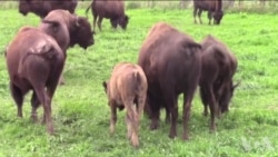 野牛让天然草原得到恢复