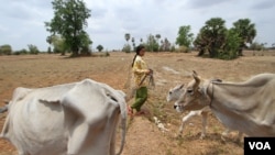 រូបឯកសារ៖ ស្រ្តី​ម្នាក់​ដឹក​គោ​របស់​គាត់​ឲ្យ​ស៊ី​ស្មៅ​នៅ​វាល​លំហ​មួយ​នៅ​ភូមិ​អំពិល​ផ្អែម ស្រុកពញាឮ នៃ​ខេត្ត​កណ្ដាល កាលពី​ថ្ងៃទី​១៣​ ខែ​ឧសភា​ ឆ្នាំ២០១៦។​