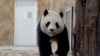 Panda Kiriman China Tiba di Qatar Jelang Piala Dunia