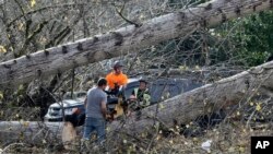Sejumlah petugas lokal setempat tampak memotong batang pohon yang rubuh yang menimpa sebuah restoran Taco Bell di Issaquah, Washington, pada 20 November 2024 setelah "bomb cyclone" membawa angin kencang ke area tersebut. (Foto: AP/Manuel Valdes)
