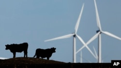 美国堪萨斯州的风力发电机和牛（2015年）