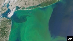 Na snimku NASA-e fitoplankton se vidi kod obale Njujorka. 