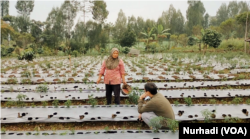 Meski harganya kian tinggi, sejumlah petani bertahan tidak menjual tanahnya.(Foto: VOA/Nurhadi)