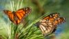 FILE - Butterflies land on branches at Monarch Grove Sanctuary in Pacific Grove, Calif., on Nov. 10, 2021.