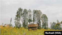 Kledung adalah kawasan pertanian subur, yang juga memiliki daya tarik wisata. (Foto: VOA/Nurhadi)