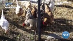 [글로벌 나우] 조류인플루엔자 변이 가능성, 우려 목소리 커져