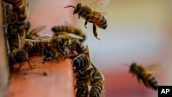 资料照片：2021年1月17日，智利圣地亚哥郊区科利纳一个农场的蜂巢入口。