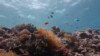 Great Barrier Reef Telah Kehilangan Lebih dari 50 Persen Karangnya