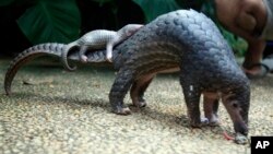 Pangolin atau Trenggiling menggendong anaknya (foto: dok). Trenggiling adalah jenis hewan langka yang dilindungi. 