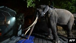 Seorang penjaga Sri Lanka membawa gajah Muthu Raja ke dalam kandang sebelum berangkat dari Kebun Binatang Dehiwala di Kolombo pada 1 Juli 2023.