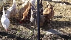 Naučnici i farmeri strahuju od mogućeg širenja ptičjeg gripa