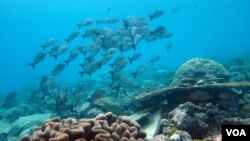 Keragaman hayati akan berkurang akibat perubahan iklim yang membuat spesies-spesies invasif berpindah wilayah geografis (Credit: Nick Graham).