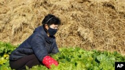 지난해 11월 북한 평양 사동구역 송신남새협동농장에서 마스크를 쓴 주민이 배추를 수확하고 있다.