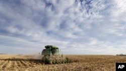 爱奥华州一家农场的玉米田（资料照）